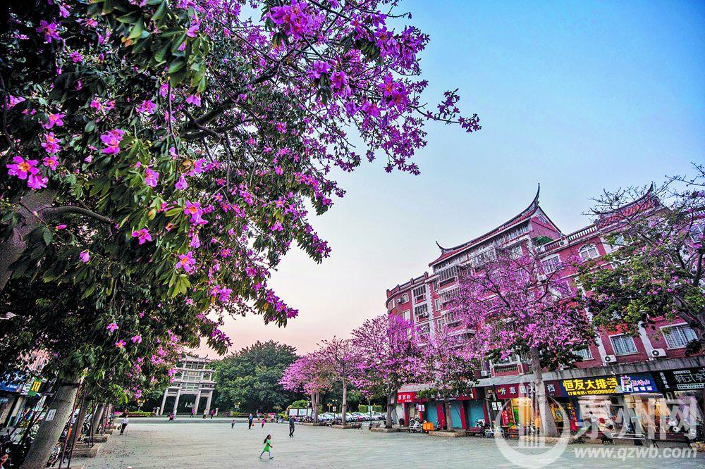 花开异木棉 绚烂满枝头   