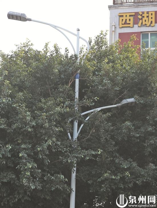 路灯被树“揽在怀中”