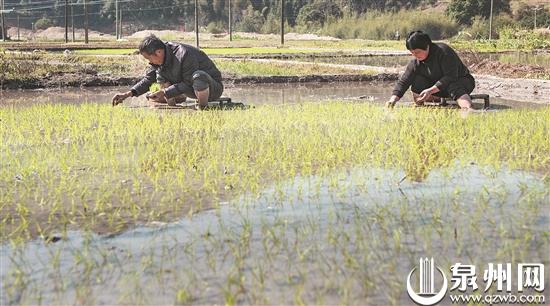 人勤春来早，春来备耕忙。当前正值农耕时节，为确保春耕生产顺利推进，我市在抓紧科学防控疫情的同时，抢抓时节，有序进行农业生产，图为农户在田间劳作。 （林劲峰 摄）