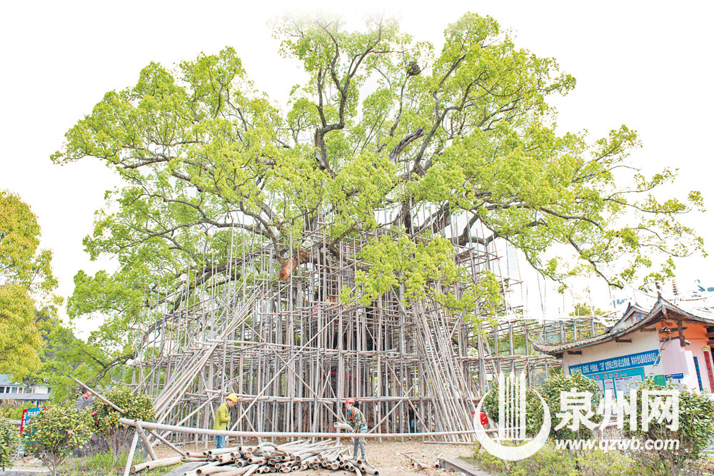 脚手架已搭好，古树修复现场。