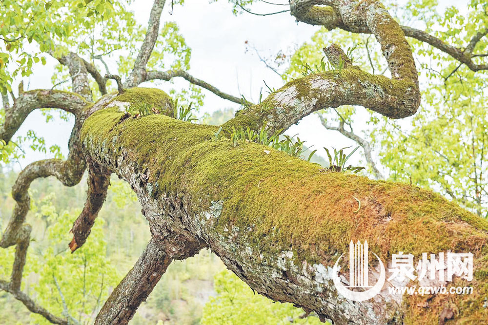 监测显示，千年樟树长势还可以。