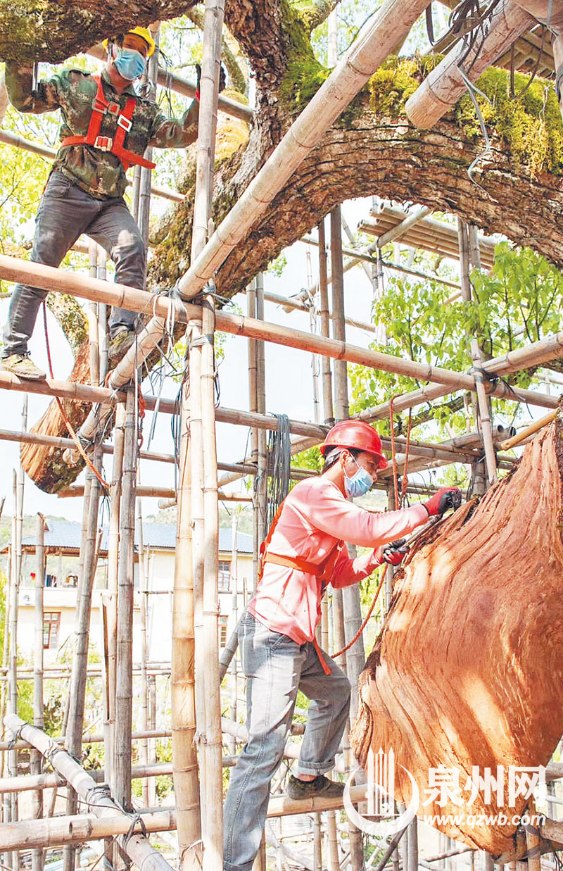 工人在树上作业