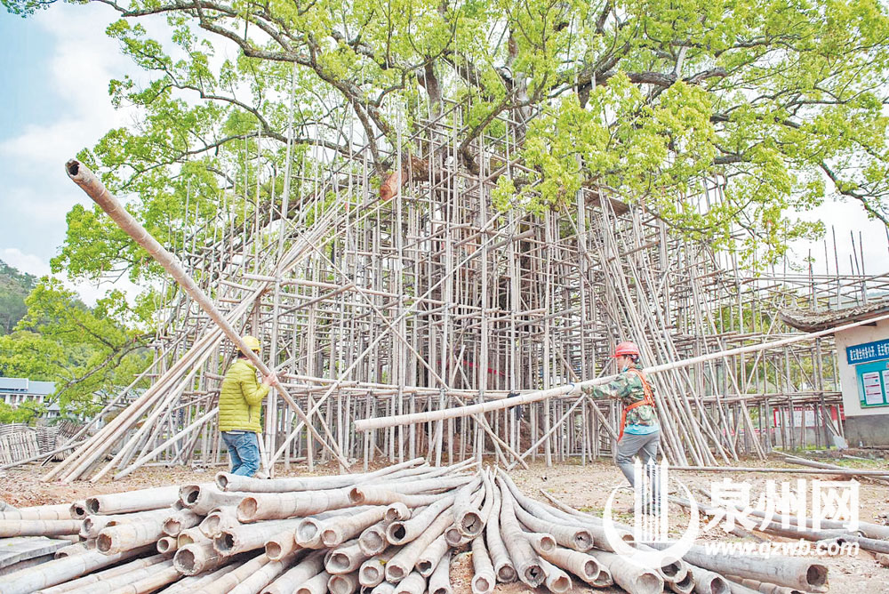 古树“保健”现场搭起脚手架。