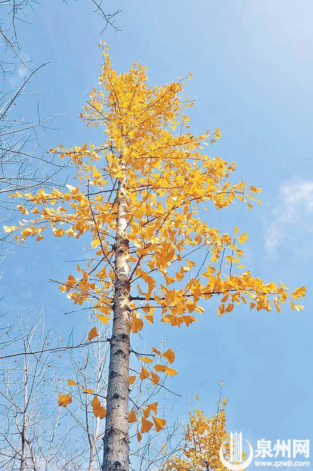 银杏(1级) 银杏(1级)