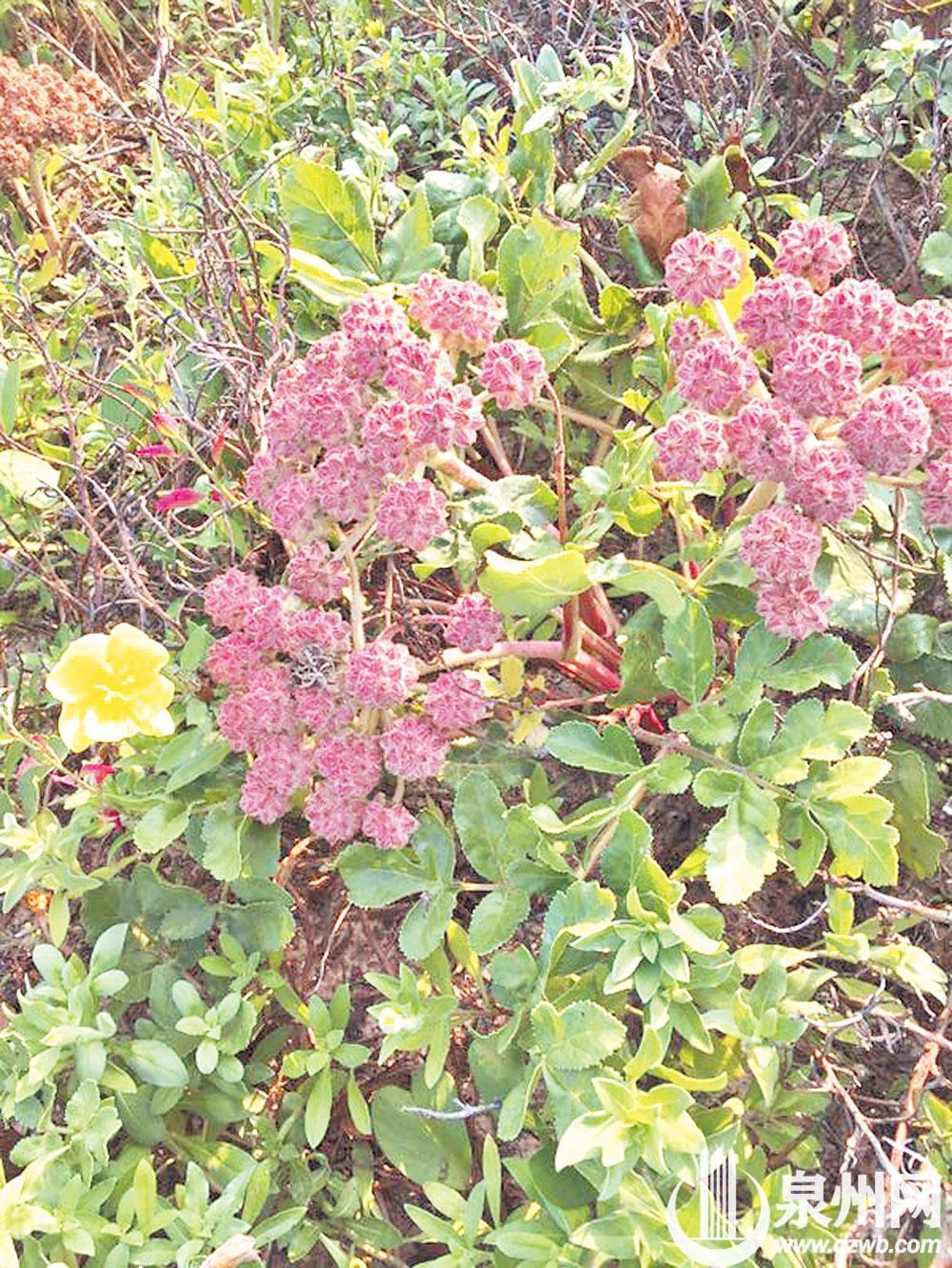 珊瑚菜,多年生草本。 珊瑚菜,多年生草本。