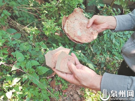 窑址附近瓷器残片随处可见