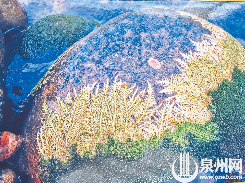 川藻(石蔓),水生小草本。 川藻(石蔓),水生小草本。