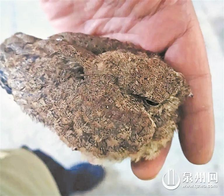 草丛里救出"小毛球" 经查是保护动物夜鹰