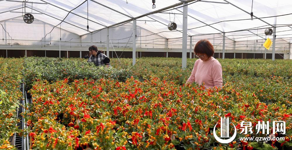上海花卉市场有哪些