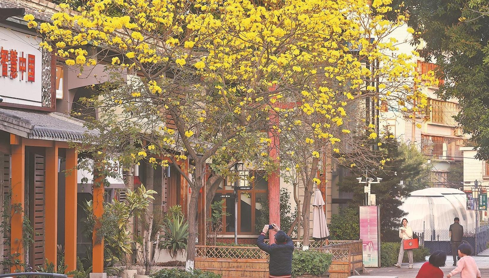 花花世界藏不住 春日繁花引客来