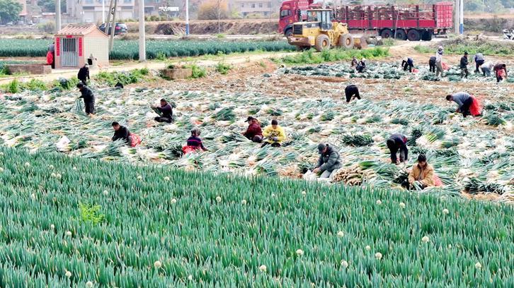 惠安东桥镇大葱喜获丰收