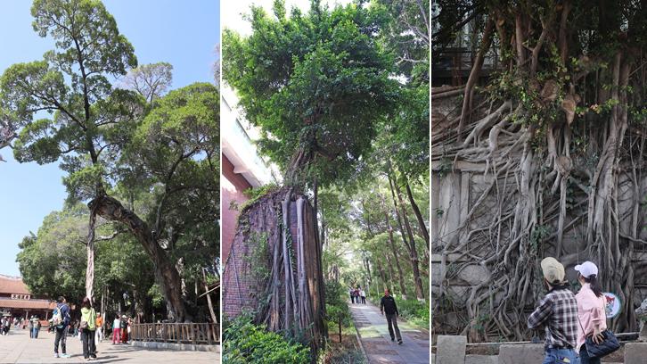 一木一芳华 泉州古城“活体年鉴”