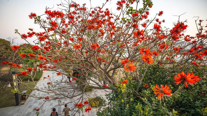 刺桐花开刺桐城