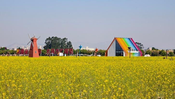 春田花事：泉州各处油菜花次第盛放 勾勒出春日最温柔的画卷