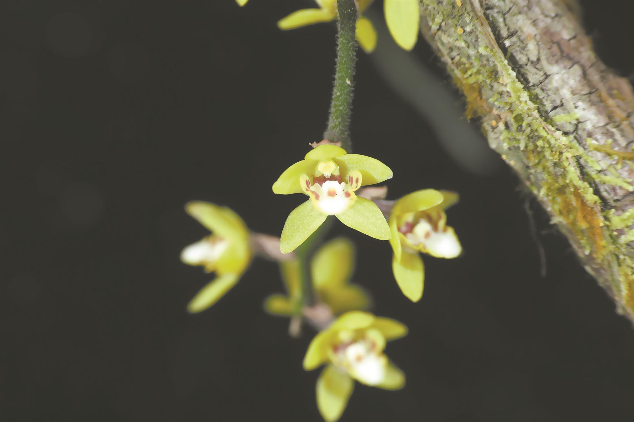 戴云山保护区“添新丁” 极危物种广东异型兰现身