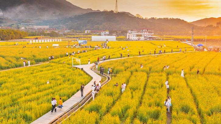 田园风光好 游人赏花忙