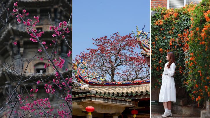 满城春意闹 赏花正当时