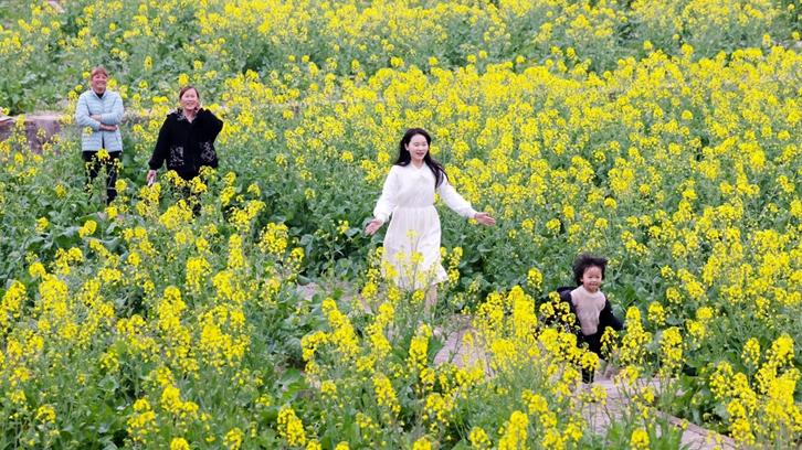 徜徉八闽金色花海