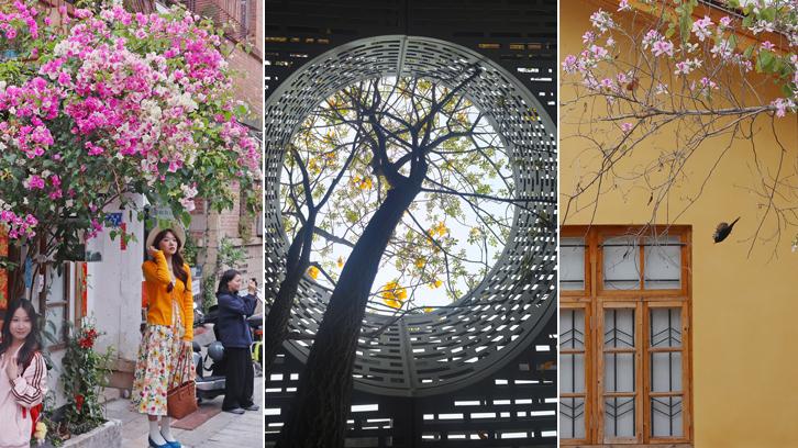 推窗见绿 春色如许 春日的泉州古城透着生机与悠然