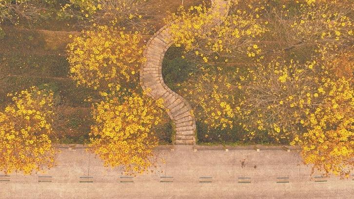 “风铃”摇响 春色流金