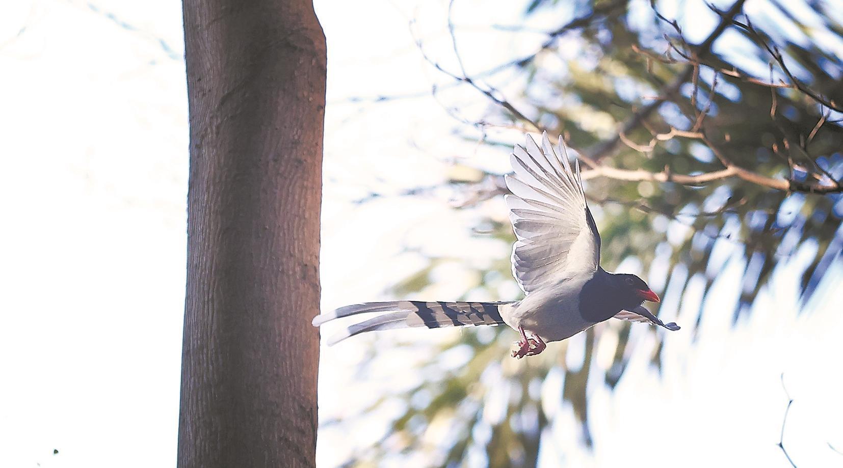 小区上演现实版“愤怒的小鸟”