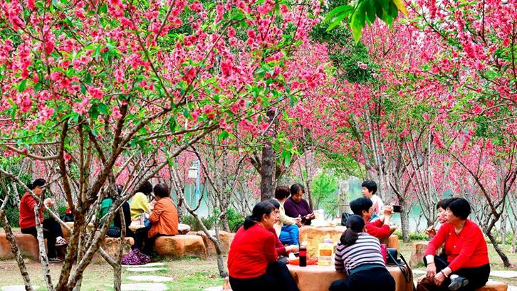 春日经济升温 赏花游受青睐