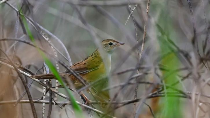 斑背大尾莺现身石狮湿地公园 系省内新发现物种