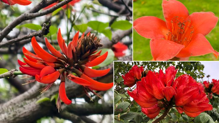 刺桐城里藏芳华 三花竞艳醉春风