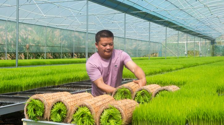 智能化育秧 助粮食增收