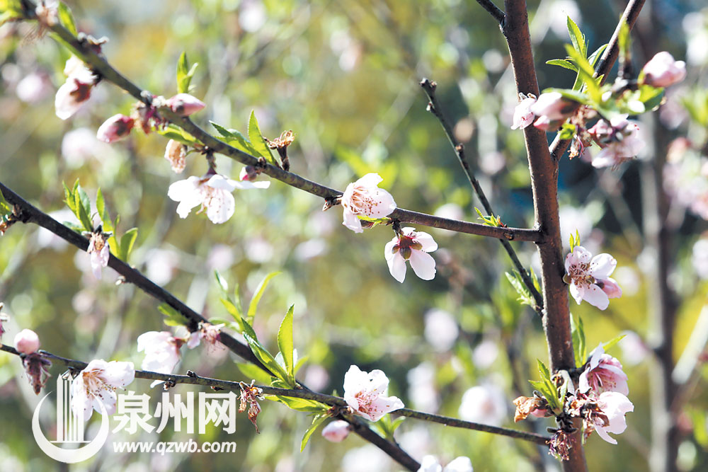 桃之夭夭 灼灼其华