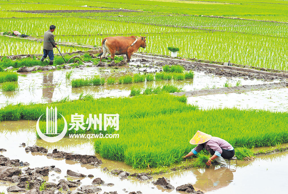 泉港区涂岭镇溪西村，农户用传统方式犁田、育秧、插秧。（林弘梫 摄）