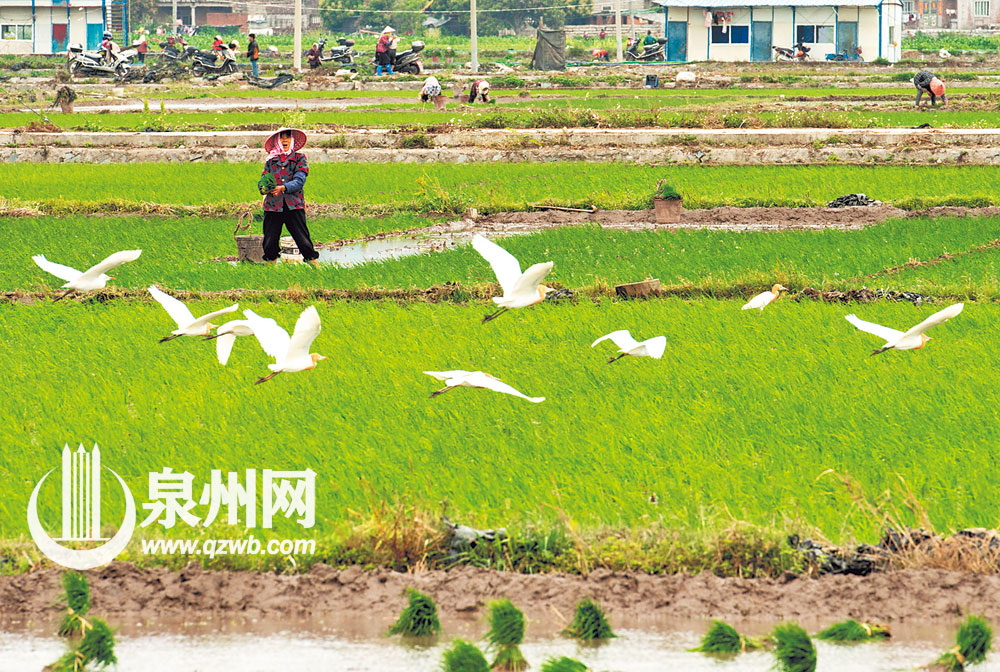 人勤春早，鹭鸟翻飞。（林弘梫 摄）