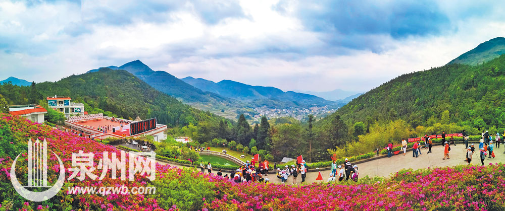 永春雪山风雅颂，映山红成片怒放。（贾福山 摄）