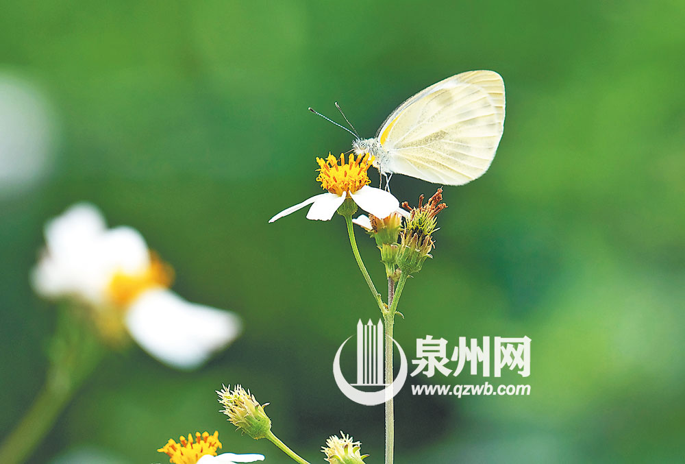 田边野花开，吸引粉蝶来。（陈起拓 摄）