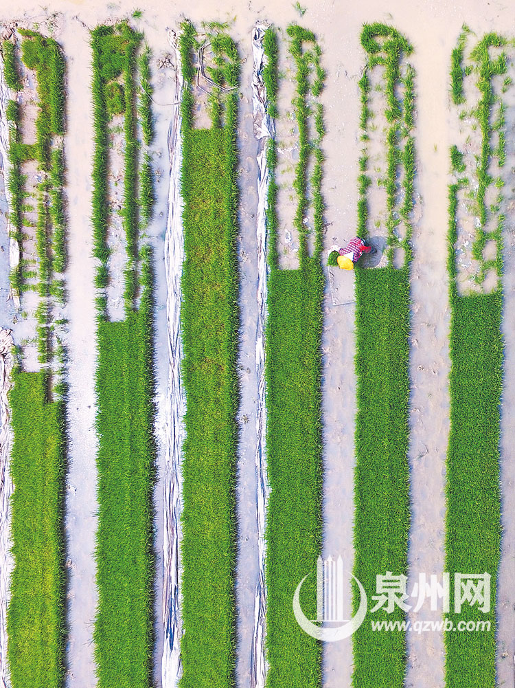 4月22日，惠安县辋川镇，农民在育秧田里搬运秧苗。航拍之下，还没搬走的秧苗构成的图案犹如音响设备上波动的音量表。（陈起拓 摄）