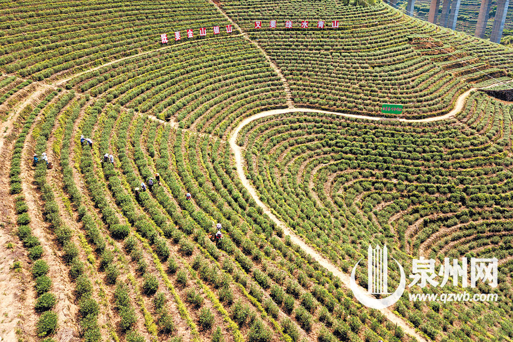 安溪感德，春茶开采。（刘伯怡 摄）