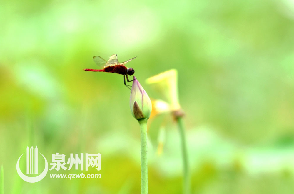 这段时间，德化县南埕镇南埕近百亩荷花渐次开放，婀娜多姿、争奇斗艳。满池荷花装点着夏日，游客不仅可以赏荷花，还可荡着小船漂游荷田，给人们带来别样清凉。（许华森 李宏图 陈明华 摄影报道）