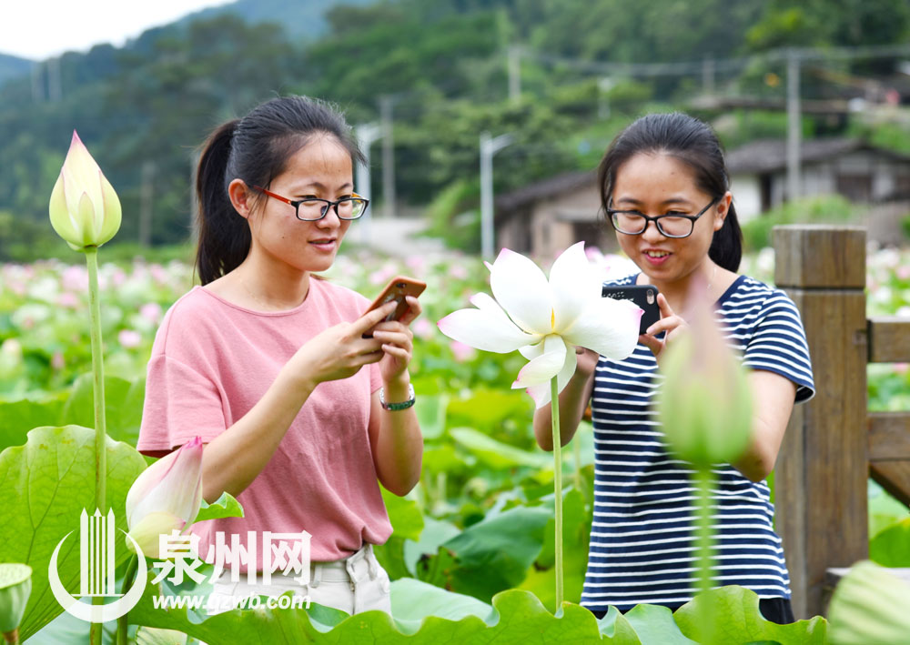 这段时间，德化县南埕镇南埕近百亩荷花渐次开放，婀娜多姿、争奇斗艳。满池荷花装点着夏日，游客不仅可以赏荷花，还可荡着小船漂游荷田，给人们带来别样清凉。（许华森 李宏图 陈明华 摄影报道）