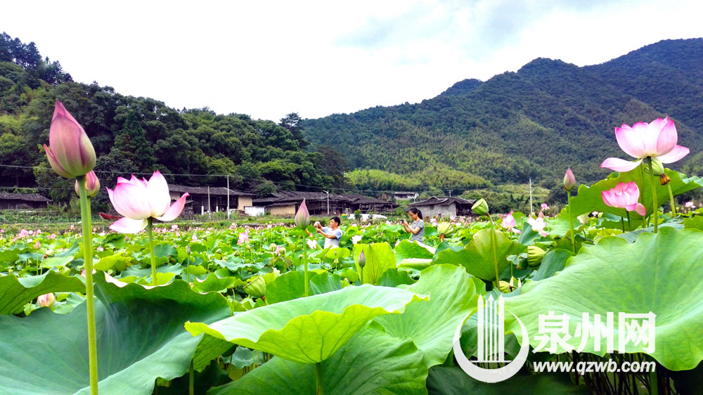 这段时间，德化县南埕镇南埕近百亩荷花渐次开放，婀娜多姿、争奇斗艳。满池荷花装点着夏日，游客不仅可以赏荷花，还可荡着小船漂游荷田，给人们带来别样清凉。（许华森 李宏图 陈明华 摄影报道）