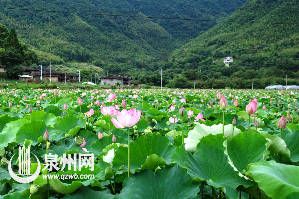 这段时间，德化县南埕镇南埕近百亩荷花渐次开放，婀娜多姿、争奇斗艳。满池荷花装点着夏日，游客不仅可以赏荷花，还可荡着小船漂游荷田，给人们带来别样清凉。（许华森 李宏图 陈明华 摄影报道）