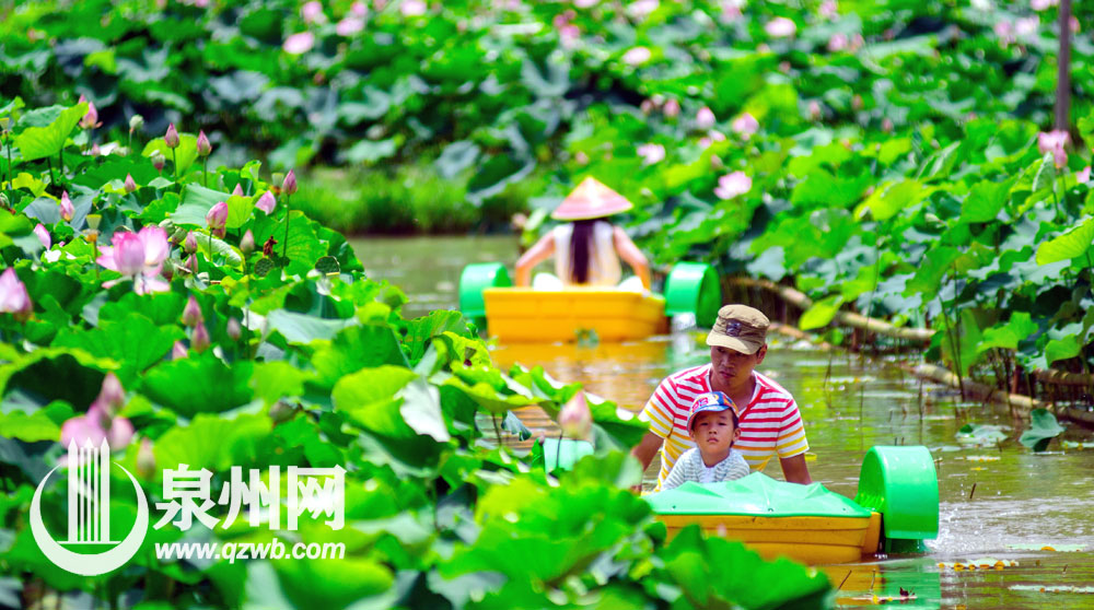 这段时间，德化县南埕镇南埕近百亩荷花渐次开放，婀娜多姿、争奇斗艳。满池荷花装点着夏日，游客不仅可以赏荷花，还可荡着小船漂游荷田，给人们带来别样清凉。（许华森 李宏图 陈明华 摄影报道）