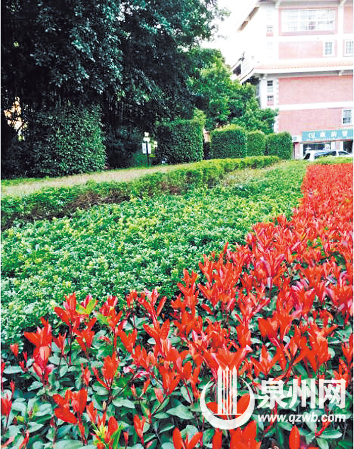 繁花似锦 繁花似锦