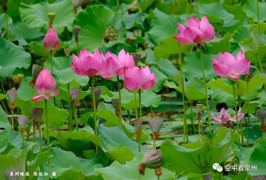 笋江公园改造即将完工,画风很美 笋江公园改造即将完工,画风很美