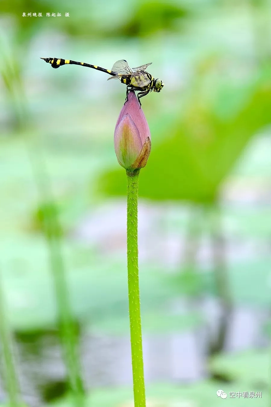 笋江公园改造即将完工,画风很美 笋江公园改造即将完工,画风很美