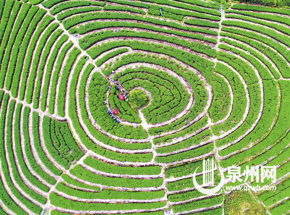 安溪县感德镇制茶大师陈两固的茶园,空中俯拍犹如一个大拇指指纹。 安溪县感德镇制茶大师陈两固的茶园,空中俯拍犹如一个大拇指指纹。