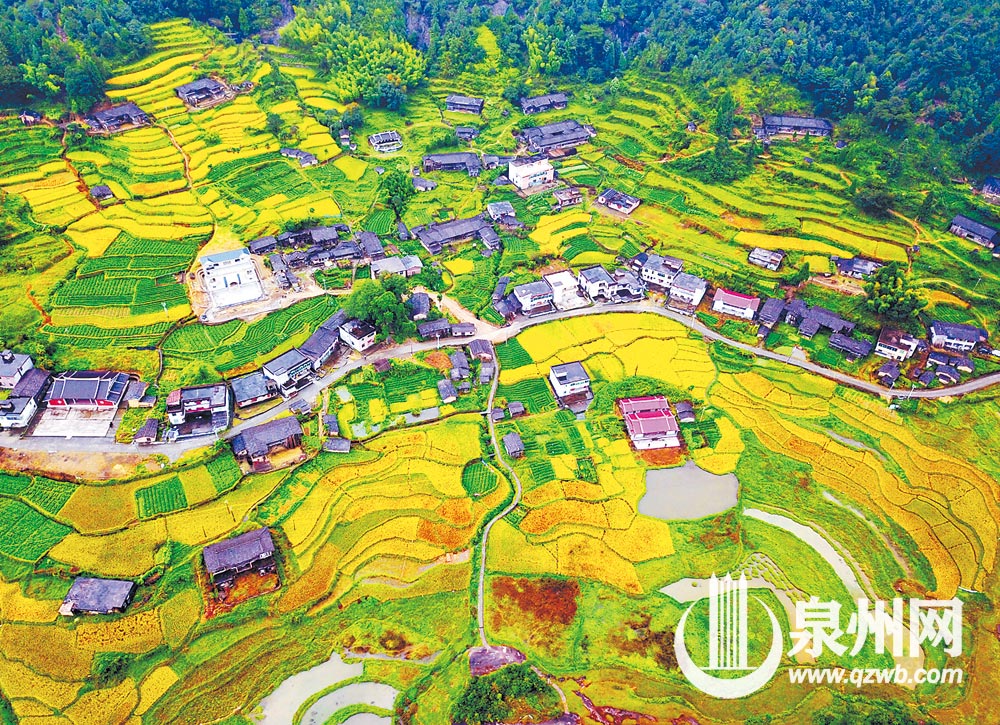 9月24日,德化县雷峰镇上寨村,秋季水稻进入成熟期,山村迎来丰收季。(潘登 摄) 9月24日,德化县雷峰镇上寨村,秋季水稻进入成熟期,山村迎来丰收季。(潘登 摄)