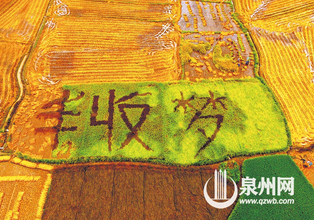 南安市码头镇,“丰收梦”寄托着农民对丰年的期待。 (潘登 摄) 南安市码头镇,“丰收梦”寄托着农民对丰年的期待。 (潘登 摄)