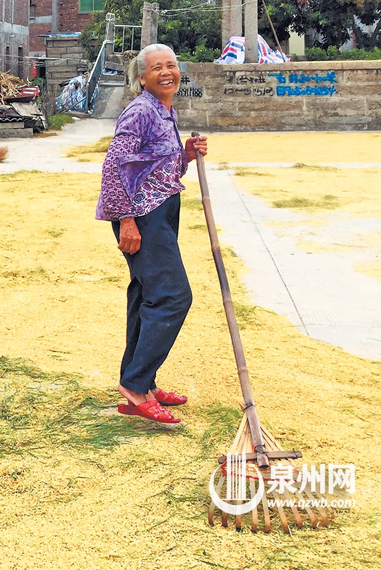 泉港区涂岭镇下炉村,出阿婆正在晒稻谷,丰收的喜悦之情写在脸上。 (邱龙祥 摄) 泉港区涂岭镇下炉村,出阿婆正在晒稻谷,丰收的喜悦之情写在脸上。 (邱龙祥 摄)