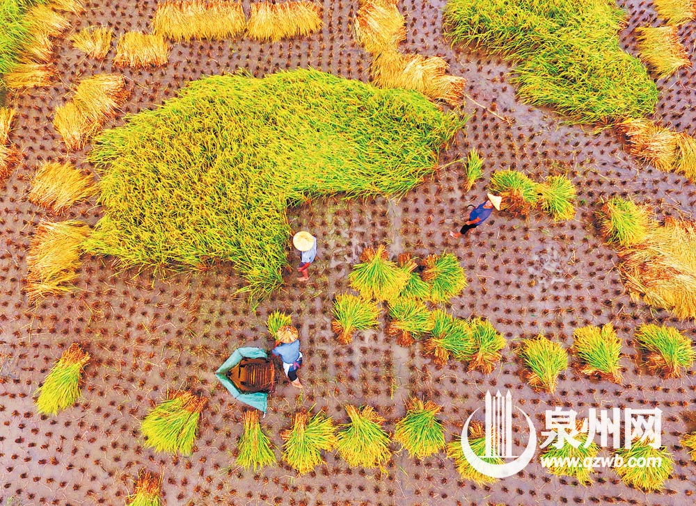 南安市码头镇东大村,当地农民水稻专家张联财的试验田正在收割新一季育种水稻。 (潘登 摄) 南安市码头镇东大村,当地农民水稻专家张联财的试验田正在收割新一季育种水稻。 (潘登 摄)