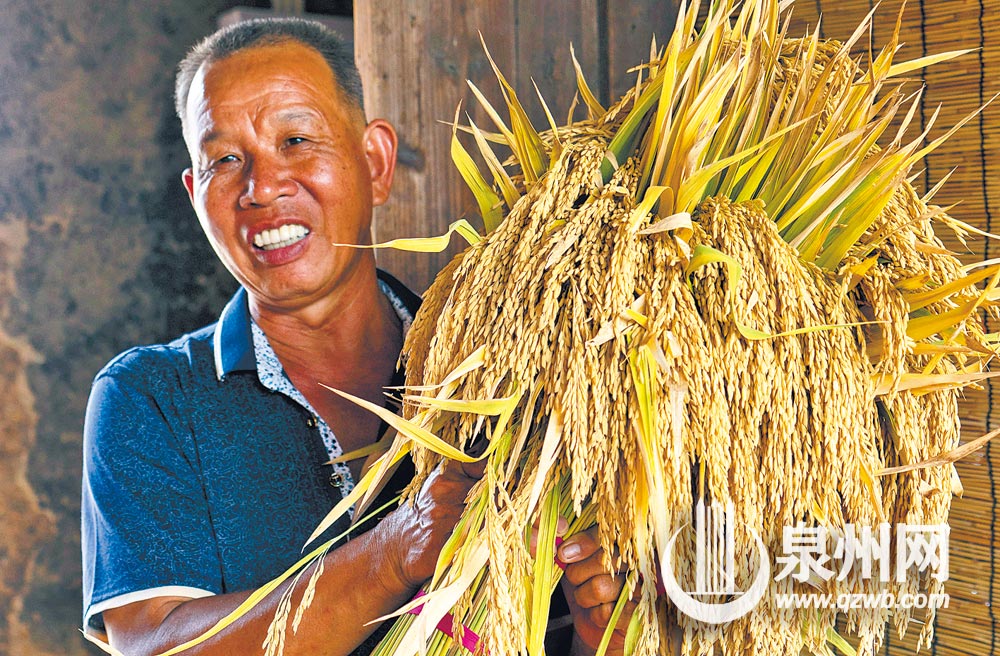 9月23日,永春县湖洋镇的农民捆好金黄的稻谷,准备到桃城镇花石社区,参加农民丰收节,展示推介优良品种稻米。 (陈资源 摄) 9月23日,永春县湖洋镇的农民捆好金黄的稻谷,准备到桃城镇花石社区,参加农民丰收节,展示推介优良品种稻米。 (陈资源 摄)
